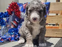Keksi, a female Bernedoodle for sale in Boyden, IA – 2 of 10