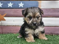 Keegan , a male Morkie for sale in Boyden, IA – 8 of 10