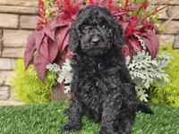 Willow, a female Goldendoodle for sale in Boyden, IA – 3 of 10