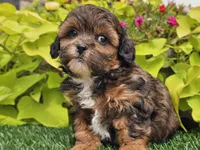 Nova, a female Shihpoo for sale in Boyden, IA – 9 of 10