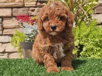 Darius, a male Poodle - Miniature  for sale in Boyden, IA – 9 of 10