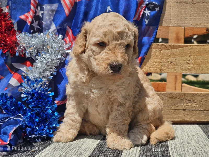 Kysa – Bernedoodle puppy for sale in Boyden, IA