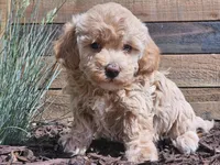 Raya, a female Havapoo for sale in Boyden, IA – 9 of 10