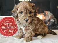 processed/b2c8a5ab-a85d-4975-92e4-a70215ce169d/listing/b5a140a1-d589-4a38-8301-de0699ab3f0c/4e6441db-aa7d-4043-9b32-029f77af7ccf