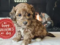 processed/b2c8a5ab-a85d-4975-92e4-a70215ce169d/listing/b5a140a1-d589-4a38-8301-de0699ab3f0c/a5d44003-1bf2-4e87-b7c0-aef8163455a2