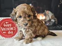 processed/b2c8a5ab-a85d-4975-92e4-a70215ce169d/listing/b5a140a1-d589-4a38-8301-de0699ab3f0c/d0eb0b06-af3b-424d-93ea-39bf4c631223