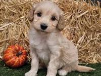 Sierra , a female Goldendoodle for sale in Boyden, IA – 6 of 10