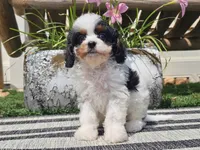 Truman, a male Cavapoo for sale in Boyden, IA – 3 of 10