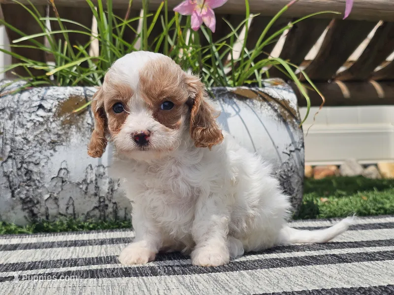 Taz – Cavapoo puppy for sale in Boyden, IA