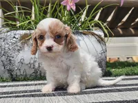 Taz, a male Cavapoo for sale in Boyden, IA – 1 of 10