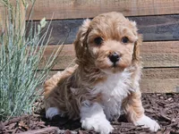 Raija, a female Havapoo for sale in Boyden, IA – 5 of 10