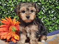 Leo, a male Yorkipoo for sale in Boyden, IA – Photo 10 of 10