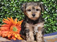 Leo, a male Yorkipoo for sale in Boyden, IA – Photo 8 of 10