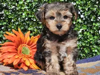 Leo, a male Yorkipoo for sale in Boyden, IA – Photo 9 of 10