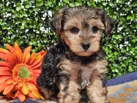 Leo, a male Yorkipoo for sale in Boyden, IA – Photo 6 of 10