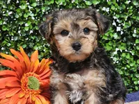 Leo, a male Yorkipoo for sale in Boyden, IA – Photo 1 of 10