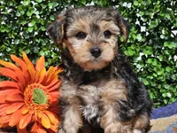 Leo, a male Yorkipoo for sale in Boyden, IA – Photo 4 of 10