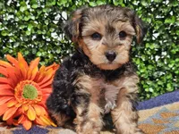 Leo, a male Yorkipoo for sale in Boyden, IA – Photo 7 of 10