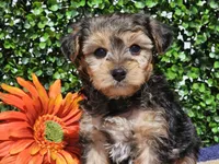 Leo, a male Yorkipoo for sale in Boyden, IA – Photo 3 of 10