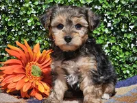 Leo, a male Yorkipoo for sale in Boyden, IA – Photo 5 of 10