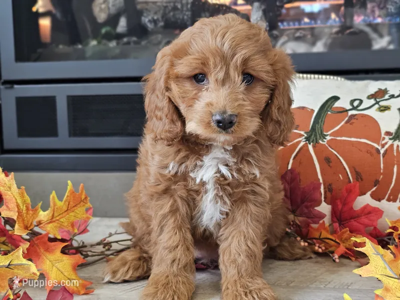 Renee – Cavapoo puppy for sale in Boyden, IA