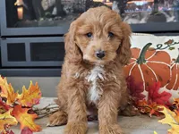 Renee, a female Cavapoo for sale in Boyden, IA – 1 of 10