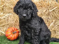 Sage, a female Goldendoodle for sale in Boyden, IA – 7 of 10