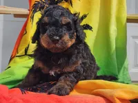 Suki, a male Miniature Bernedoodle for sale in Boyden, IA – 7 of 10