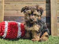 Laszlo, a male Yorkipoo for sale in Boyden, IA – 10 of 10