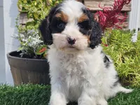 Gemma, a female Cavapoo for sale in Boyden, IA – 9 of 10