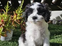 Gilbert , a male Cavapoo for sale in Boyden, IA – 6 of 10