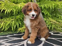 Sailor, a female Miniature Bernedoodle for sale in Boyden, IA – 3 of 9