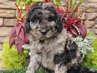 Wesley, a male Goldendoodle for sale in Boyden, IA – 1 of 8