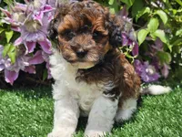Scotty, a male Havapoo for sale in Boyden, IA – 5 of 10
