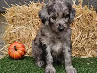 Stetson , a male Goldendoodle for sale in Boyden, IA – 6 of 10