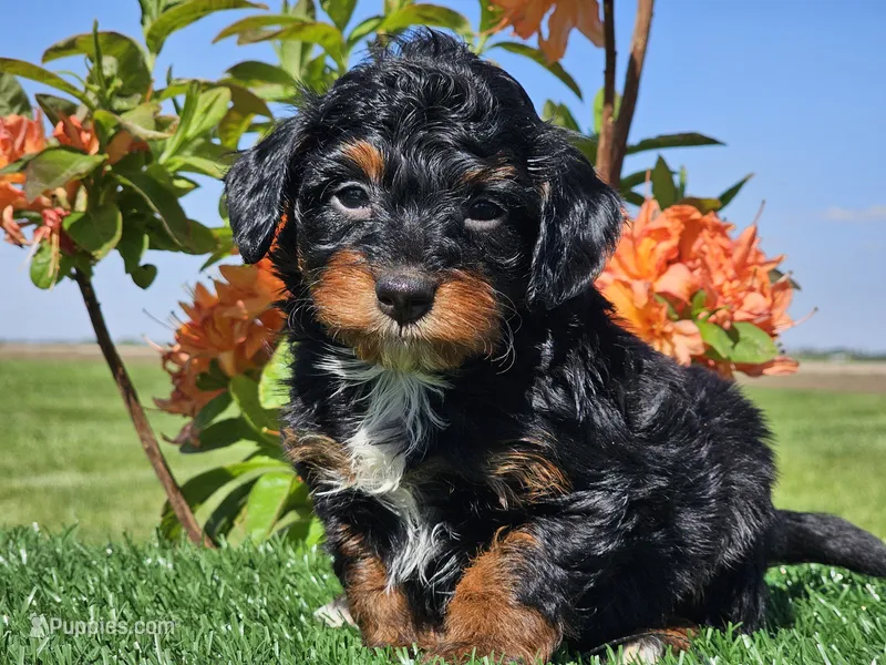 Jamy – Miniature Aussiedoodle puppy for sale in Boyden, IA