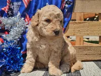 Kysa, a female Bernedoodle for sale in Boyden, IA – 3 of 10