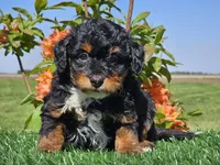 Juri, a male Miniature Aussiedoodle for sale in Boyden, IA – 5 of 10