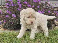 McKenzie , a female Goldendoodle for sale in Boyden, IA – 4 of 10