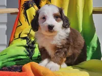 Sonic, a male Miniature Bernedoodle for sale in Boyden, IA – 2 of 10