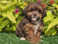 Navy, a female Shihpoo for sale in Boyden, IA – 8 of 10