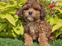 Noah, a male Shihpoo for sale in Boyden, IA – 5 of 10