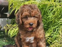 Stitch, a male Miniature Bernedoodle for sale in Boyden, IA – 8 of 10