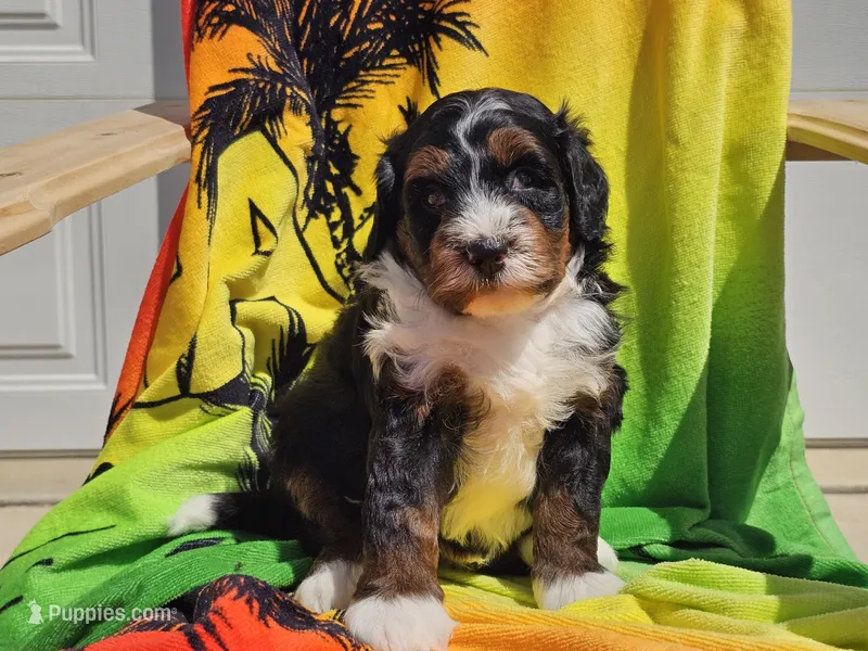 Seven – Miniature Bernedoodle puppy for sale in Boyden, IA