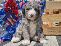 Katina, a male Bernedoodle for sale in Boyden, IA – 5 of 9