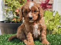 Gage, a male Cavapoo for sale in Boyden, IA – 5 of 10