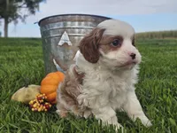 Omira, a female Cavapoo for sale in Boyden, IA – 3 of 10