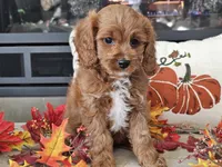 Ricky, a male Cavapoo for sale in Boyden, IA – 4 of 10