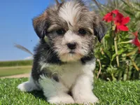 Emelia , a female Shorkie for sale in Boyden, IA – 3 of 10