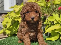 Prada, a female Poodle - Miniature  for sale in Boyden, IA – 6 of 10